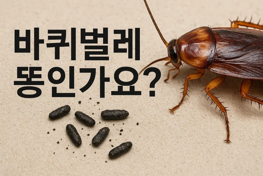 바퀴벌레 똥인가요? 헷갈릴 때 정확히 구분하는 법